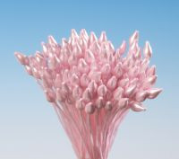 Pestíky růžové svazek - Hamilworth