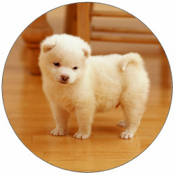 Jedlý papír štěně na podlaze 19,5 cm