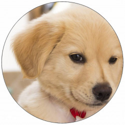 Jedlý papír štěně s mašlí 19,5 cm