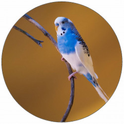 Jedlý papír modrobílá andulka 19,5 cm