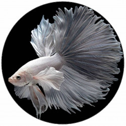 Jedlý papír bílá závojnatka 19,5 cm