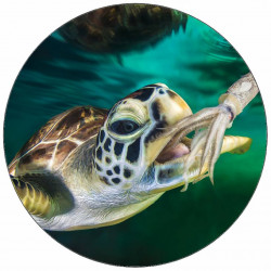 Jedlý papír mořská želva 19,5 cm