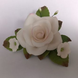 Cukrová růže - bílá, růžový okraj