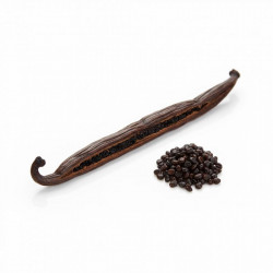 Vanilkový lusk Bourbon – Gourmet 1ks / Grade A (18 cm +) - Vanilla Ocean